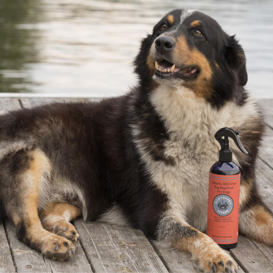 Natural Bug Repellent for Dogs